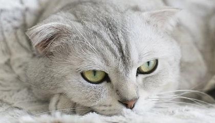 华体会电竞平台-中国青少年篮球发展政策效果评估与优化建议，中国青少年篮球训练教学大纲测试指标